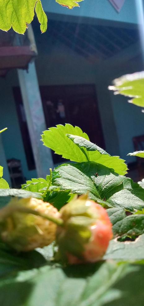 strawberry plant with ripe fruit photo