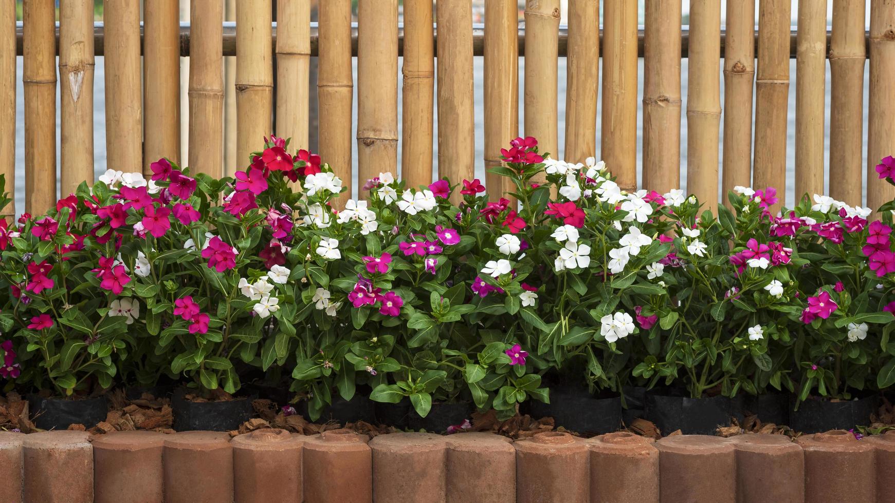 vista frontal de muchas flores blancas y rosadas de catharanthus roseus están floreciendo en bloques de ladrillos entrelazados con fondo de pared de madera de bambú, concepto de jardinería doméstica foto