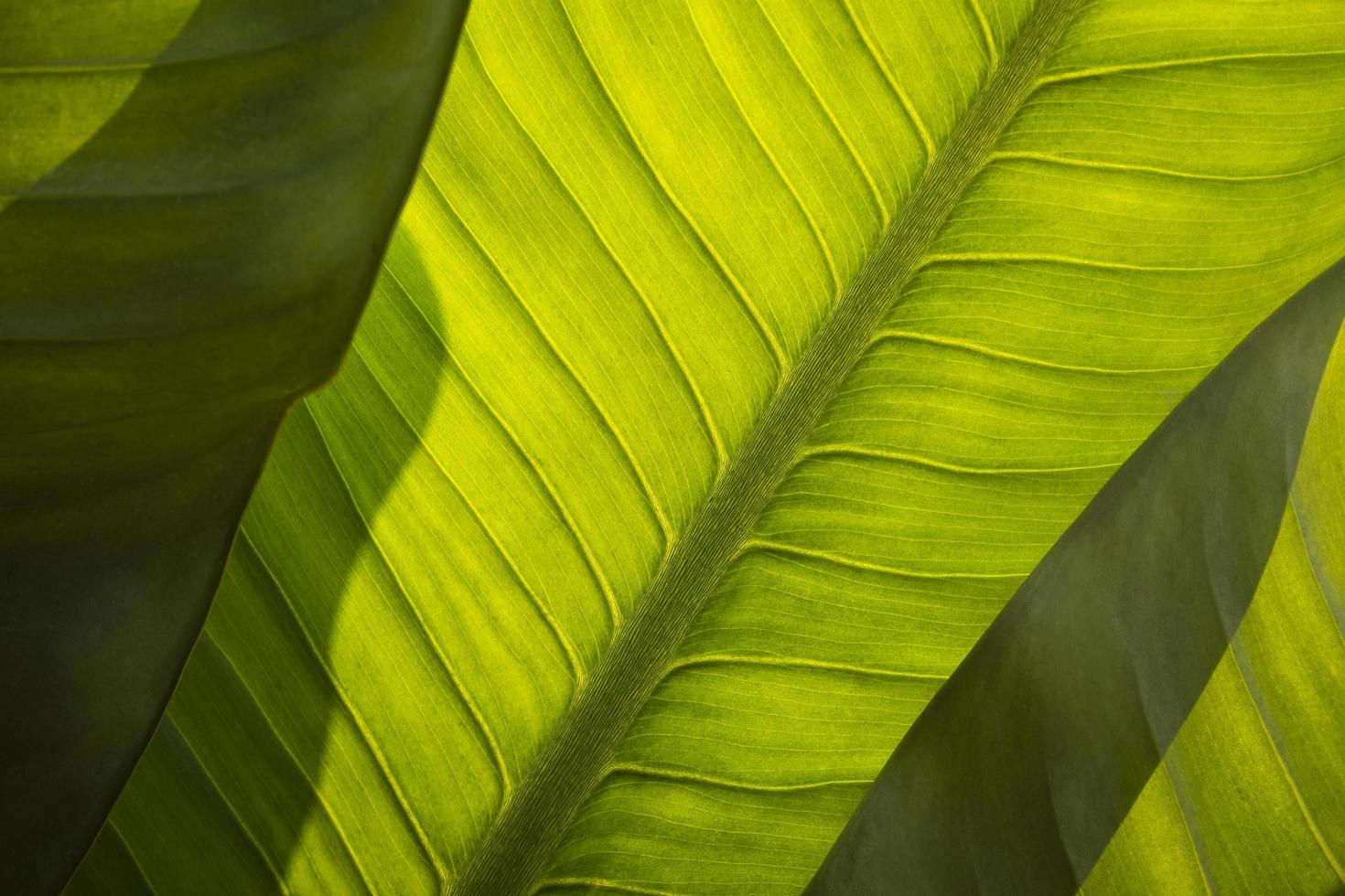 Close up and blurred foreground of abstract lines pattern with sunlight and shadow on green Dieffenbachia sp. leaves surface photo