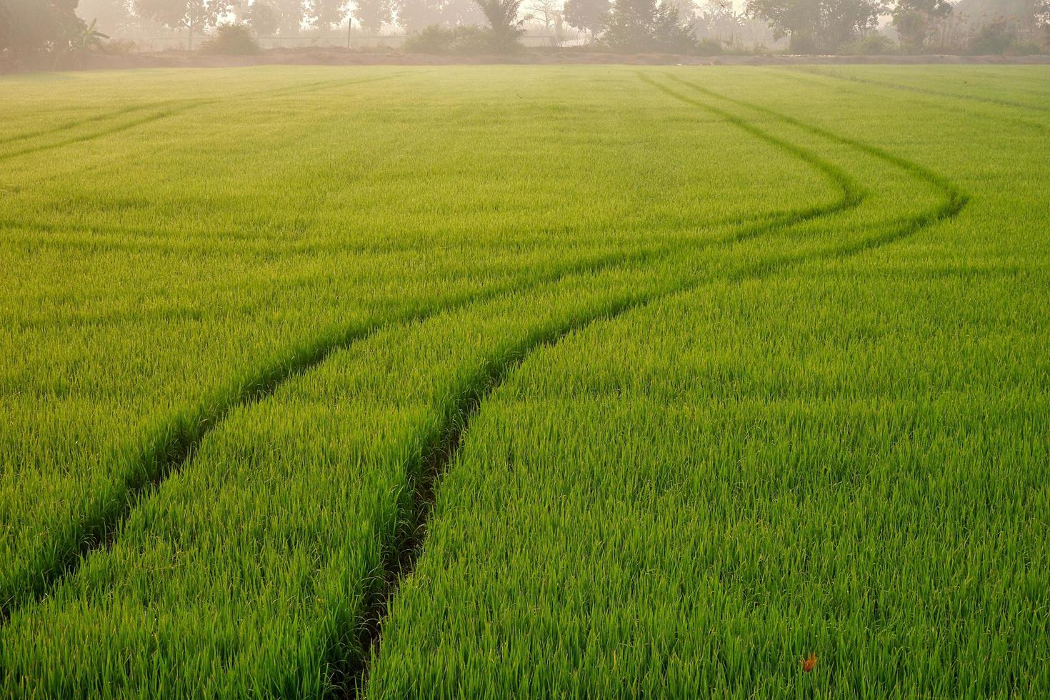 concéntrese en el primer plano de las pistas del tractor del rociador de línea curva después de rociar completamente fertilizantes o herbicidas químicos en el colorido campo de arroz verde en el tiempo de la mañana foto