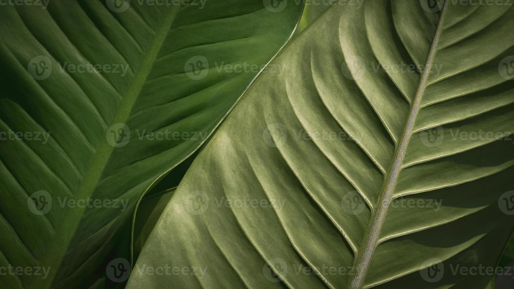 Close up abstract lines pattern with sunlight on front and backside green Dieffenbachia sp. leaves surface in botanical garden photo