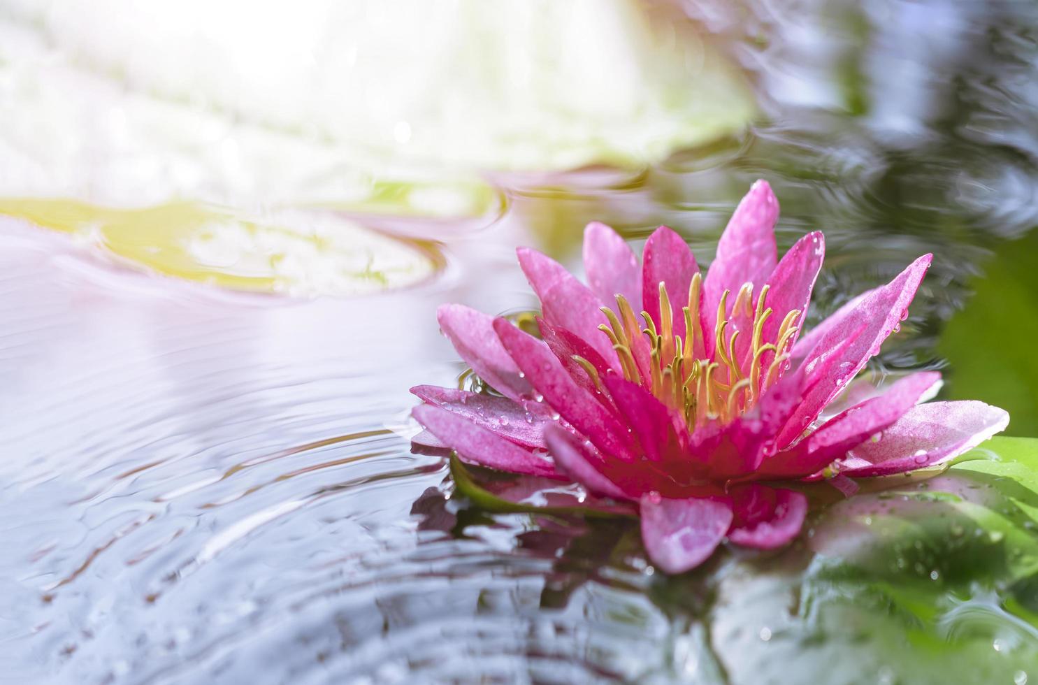 Selective focus at pollen of pink waterlily or lotus flower is blooming in pond with morning soft sunlight in rainy day photo