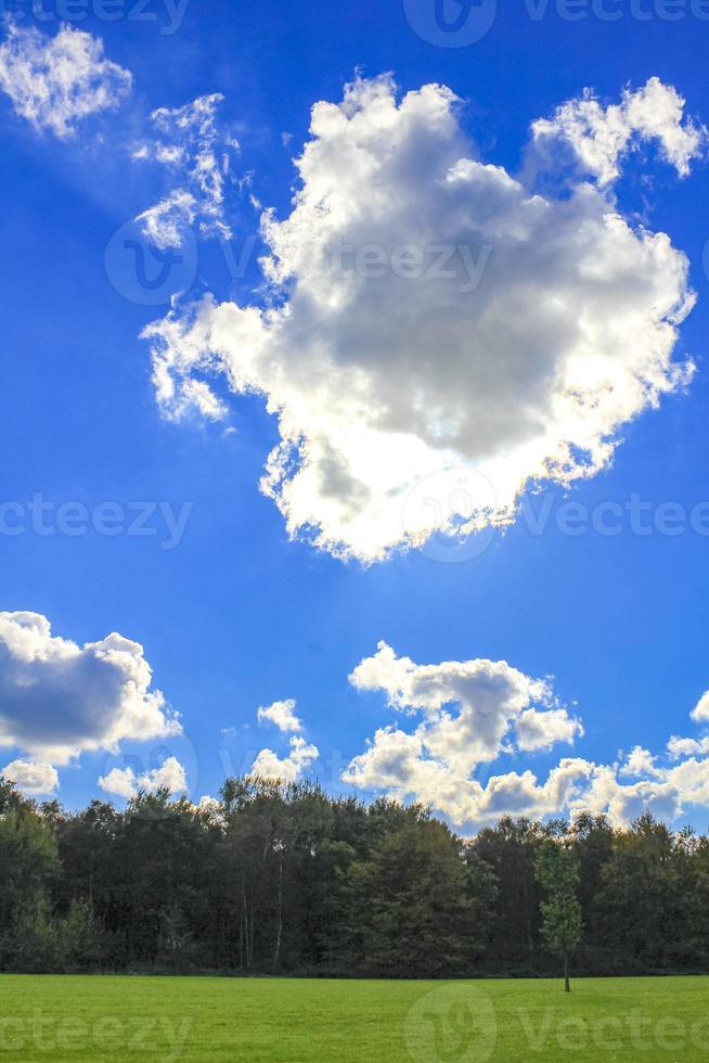 Natural panorama view sunny day green plants trees forest Germany. photo