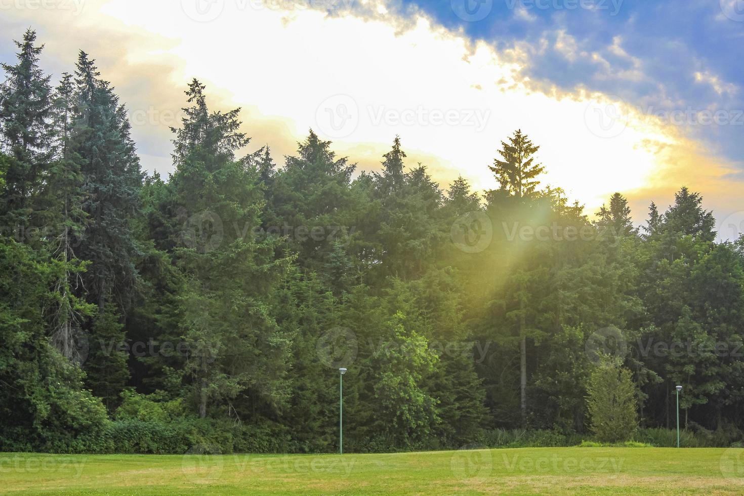 vista panorámica natural con camino verde plantas árboles bosque alemania. foto