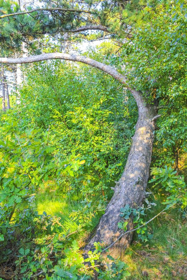 Natural panorama view with green plants fir trees forest Germany. photo