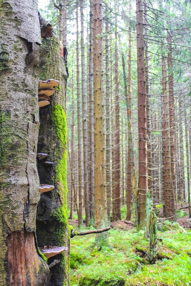 abetos muertos del bosque en el pico de la montaña brocken harz alemania. foto