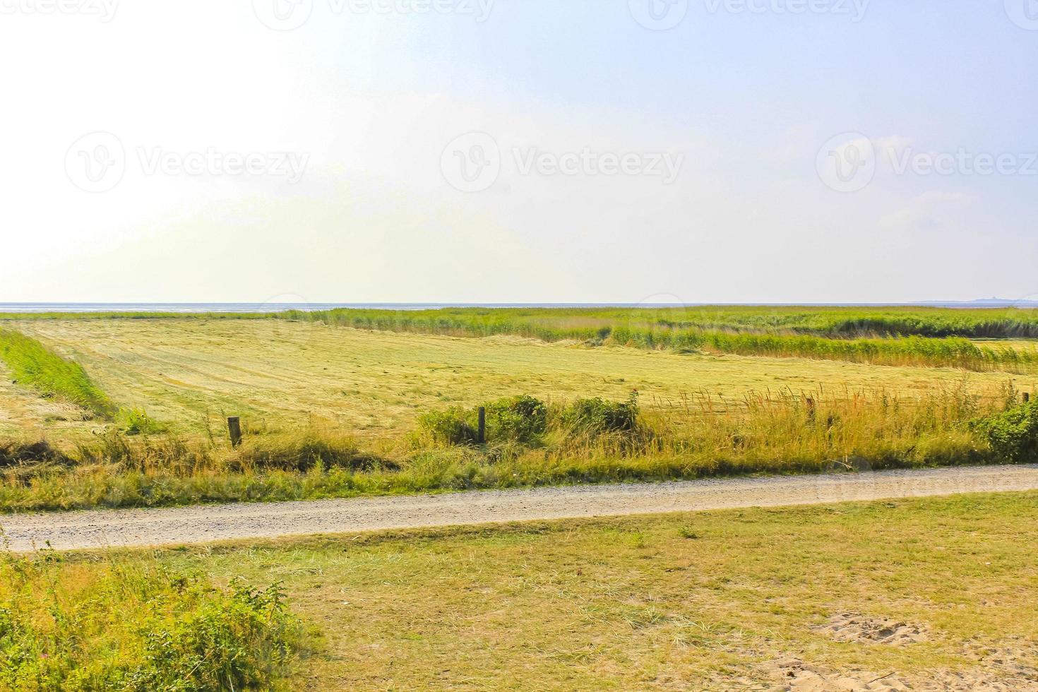 vista panorámica natural con camino verde plantas árboles bosque alemania. foto