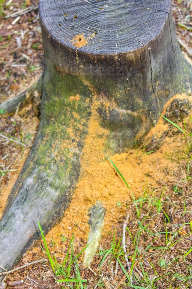 tocón de árbol comido aserrado y madera en el suelo del bosque alemania. foto