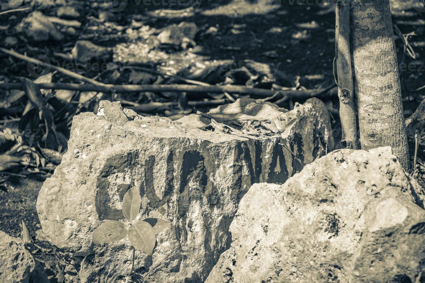 Tropical tree plants natural jungle rock Puerto Aventuras Mexico. photo