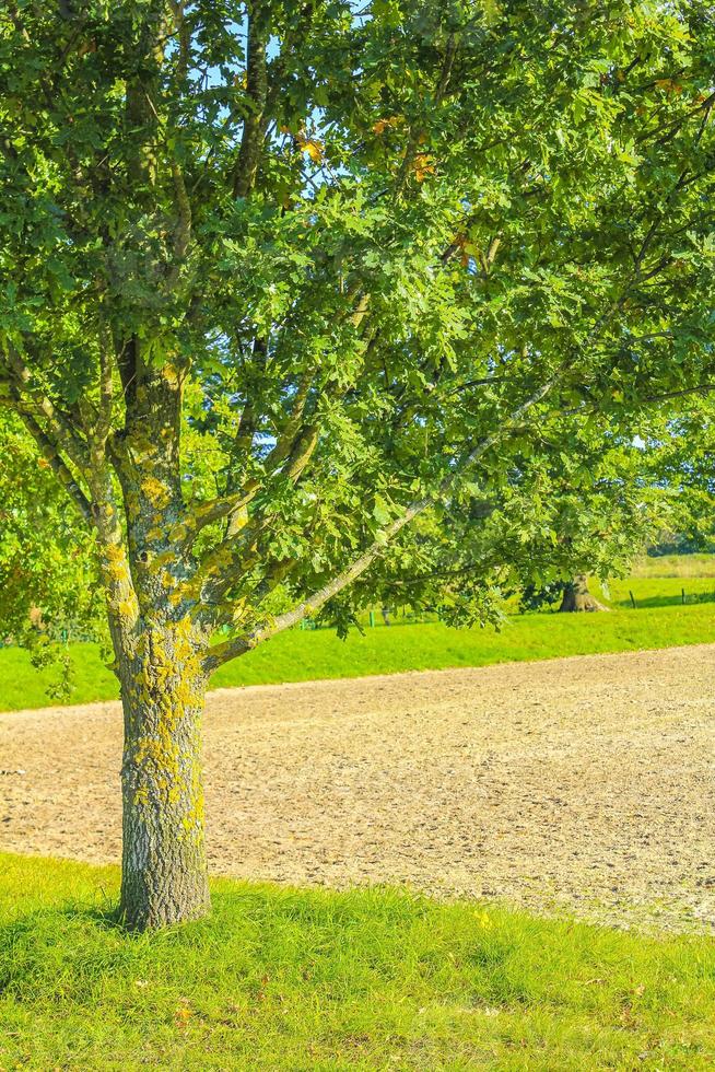 vista panorámica natural con camino verde plantas árboles bosque alemania. foto