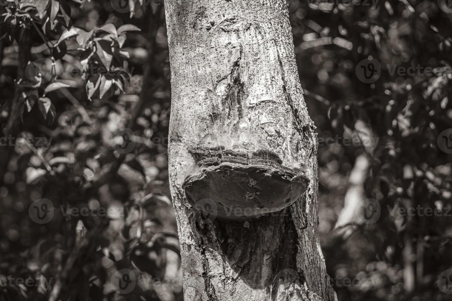 Tropical tree bark with mushroom moss and spider net Mexico. photo