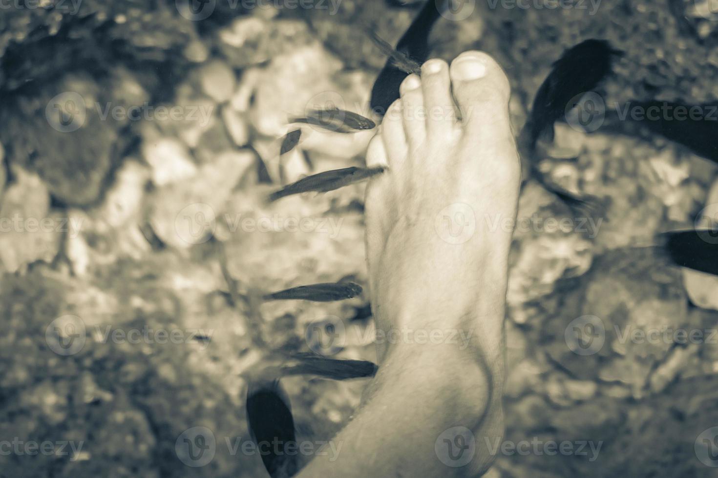 Fish bite feet in the water cenote Tajma ha Mexico. photo