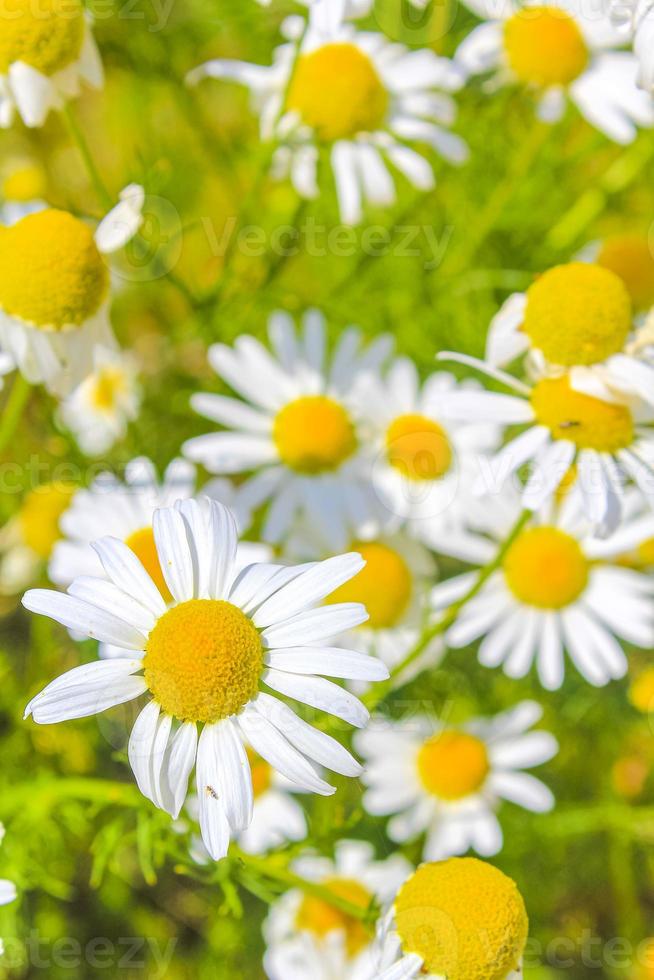 Yellow white colorful Chamomile flowers on green meadow field Germany. photo