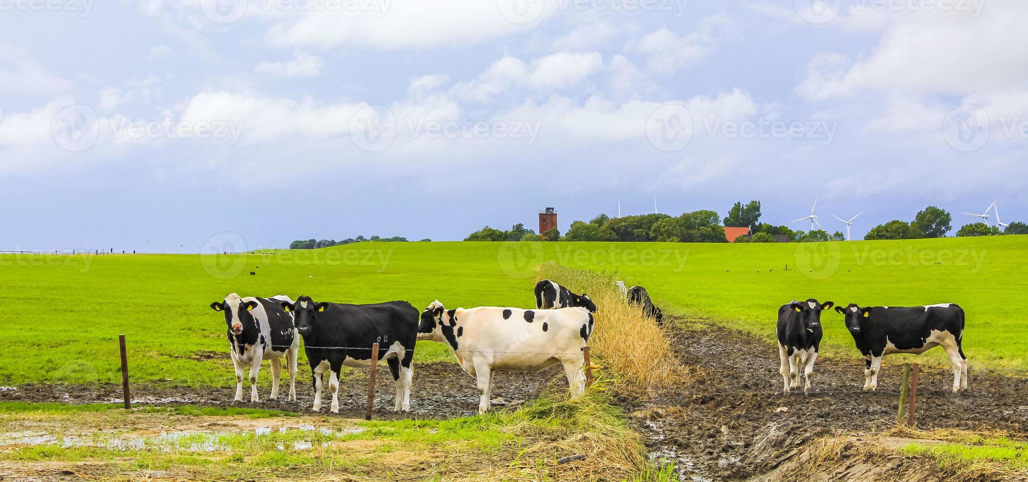 North German agricultural field with cows nature landscape panorama Germany. photo