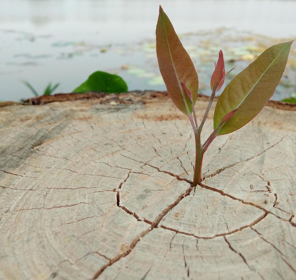 Small trees growing on cut stumps, blurred background along the edge of the pond, with white light illuminating the concept of life's struggle  Strong determination  Copy space photo