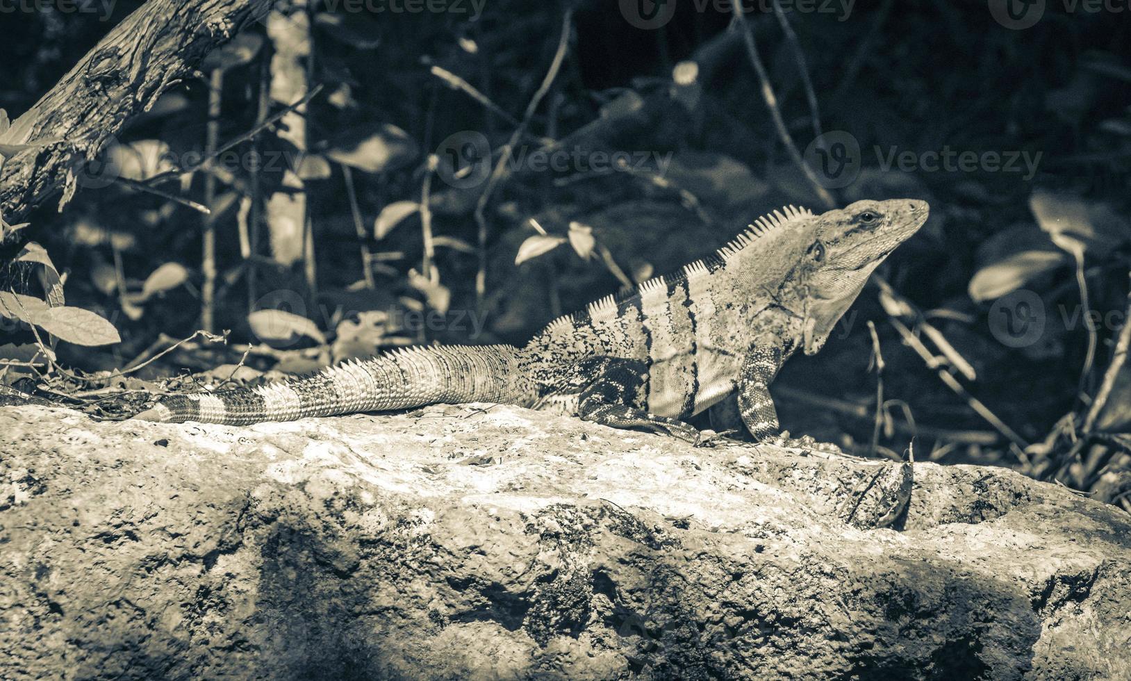 Mexican iguana lies on rock stone nature forest of Mexico. photo