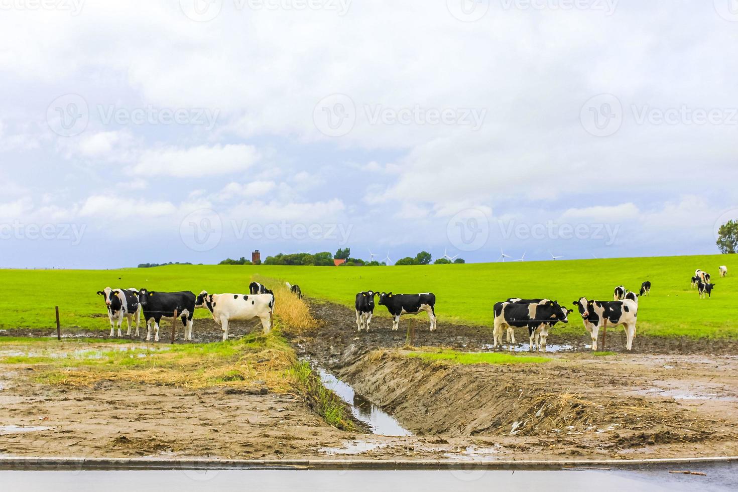 North German agricultural field with cows nature landscape panorama Germany. photo