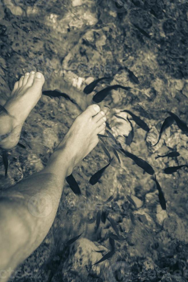 Fish bite feet in the water cenote Tajma ha Mexico. photo