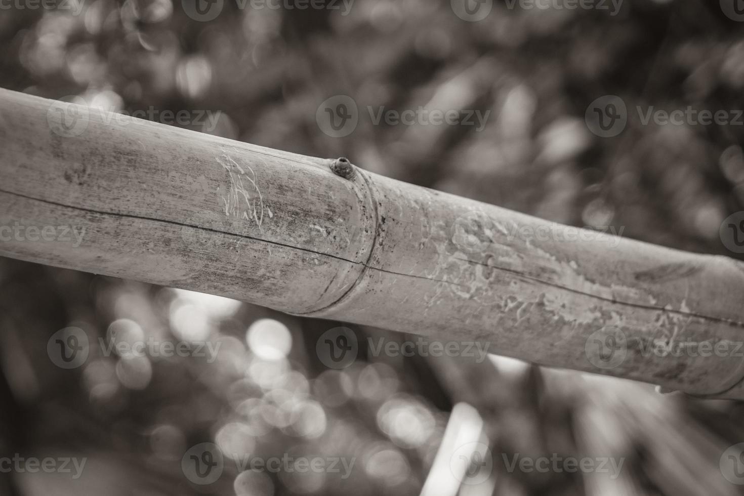 Bamboo trees plants natural jungle forest Puerto Aventuras Mexico. photo