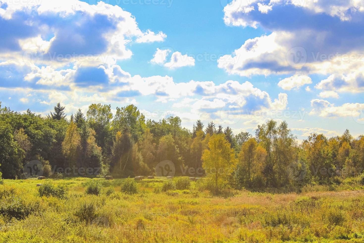 Natural panorama view with pathway green plants trees forest Germany. photo