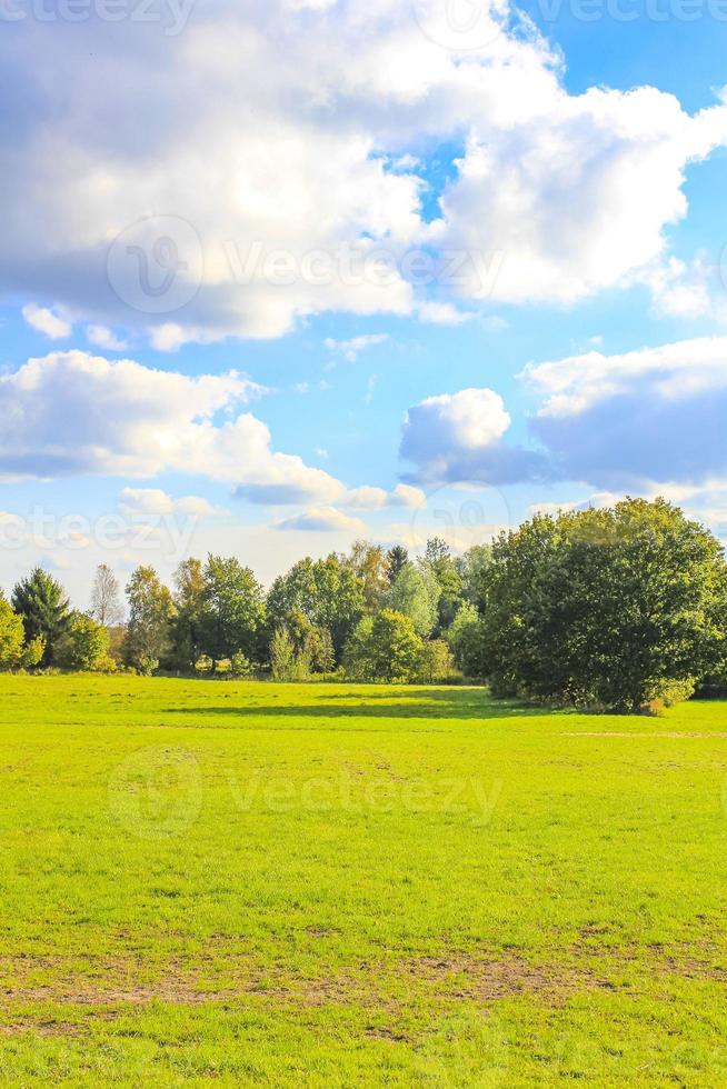 Natural panorama view with pathway green plants trees forest Germany. photo