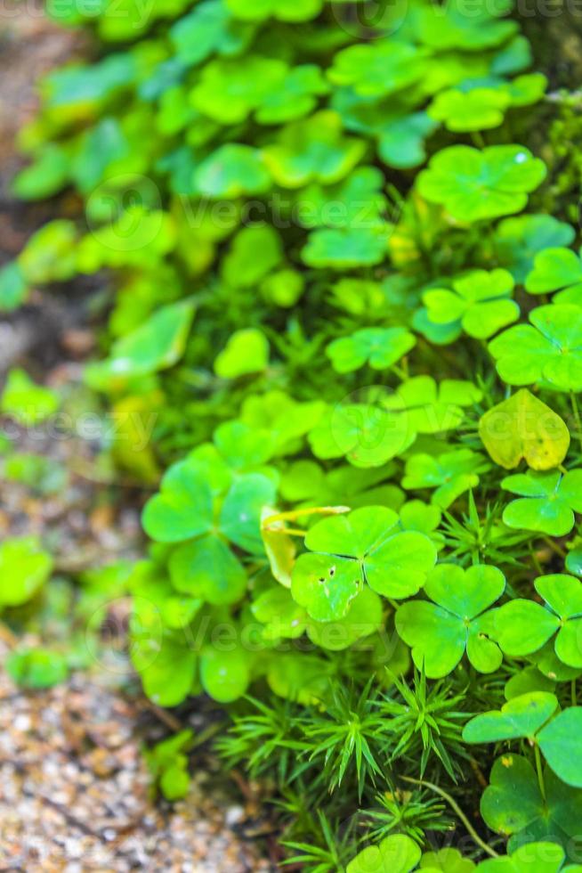 Clover shamrock creeping on the forest floor Germany. photo