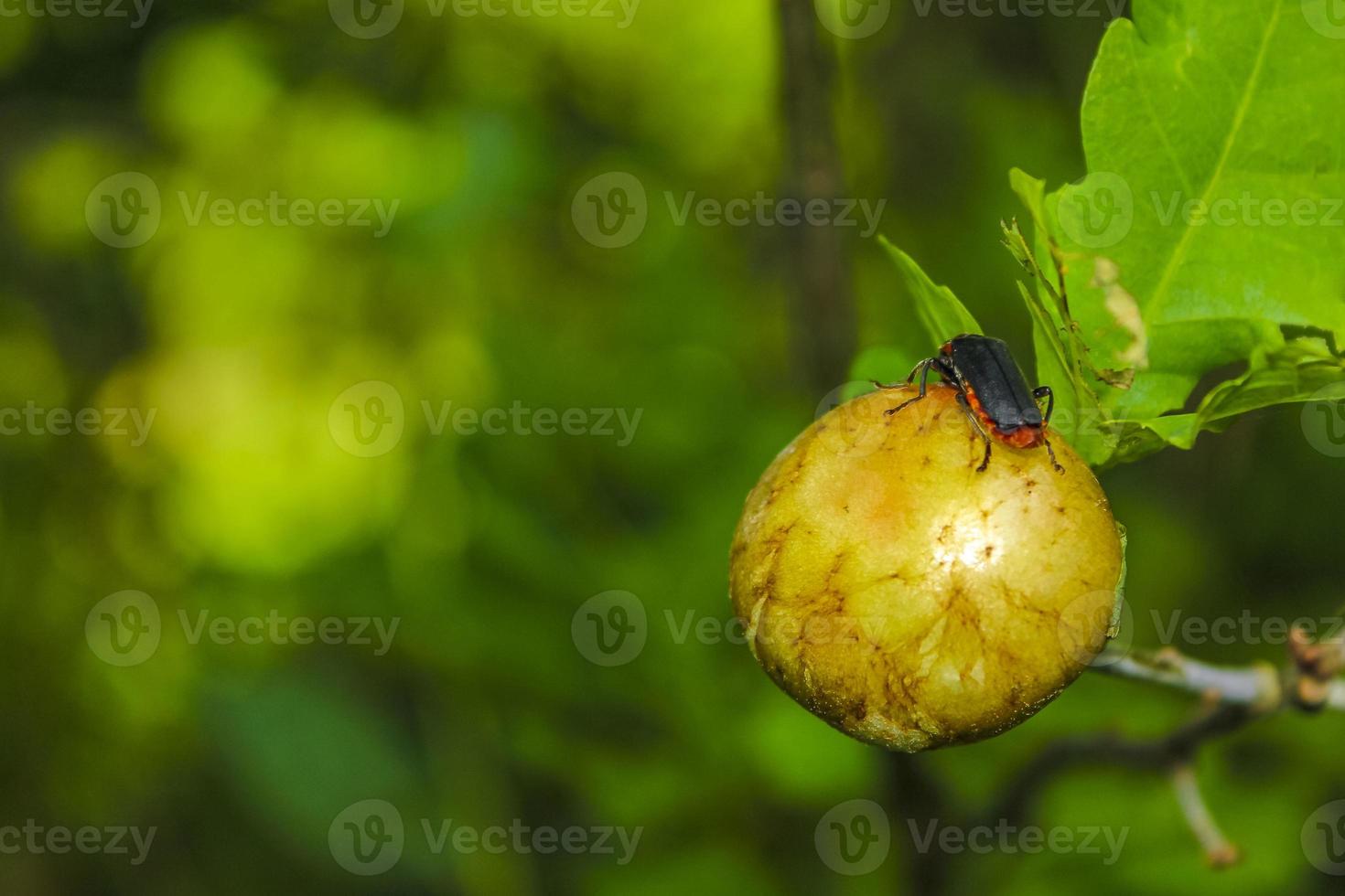 Red black Cantharis pellucida soft bodied beetle on fruit Germany. photo