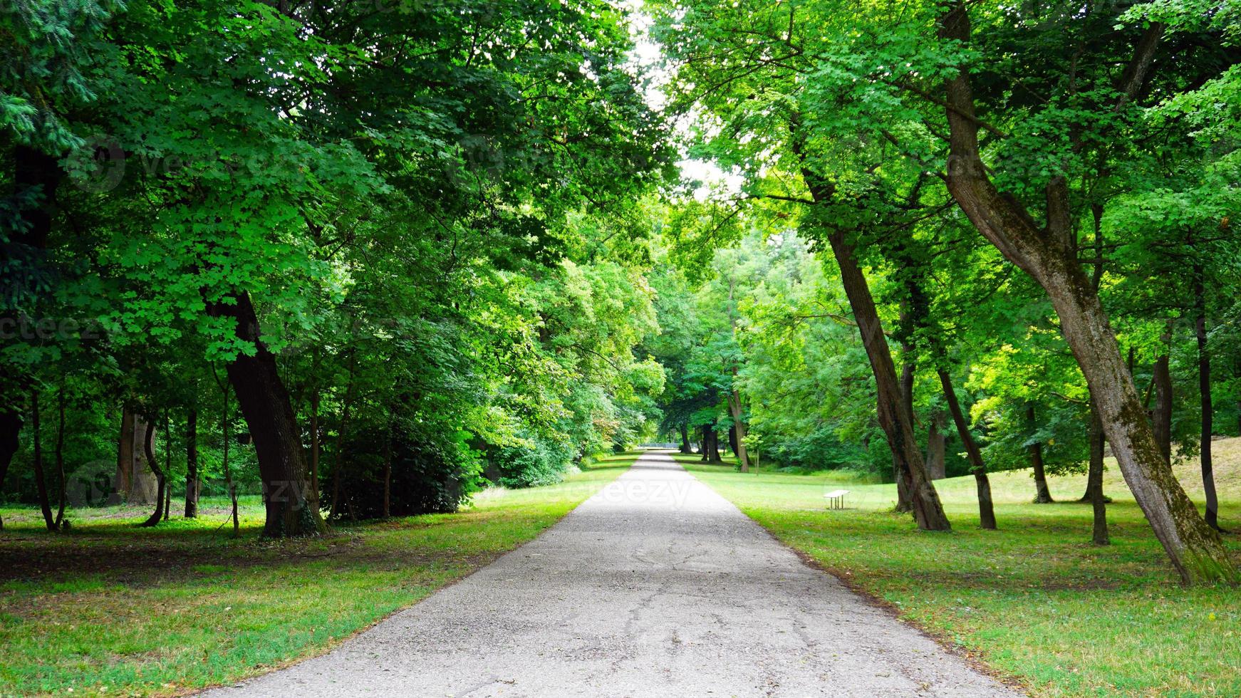 tree in the park and walkway in Vienna, Austria photo