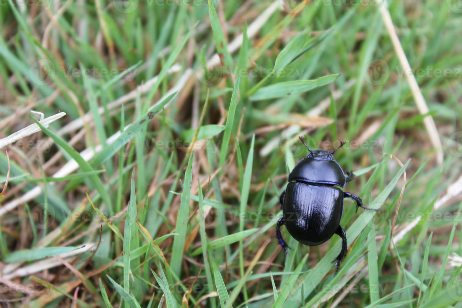 Beautiful purple blue dung beetle is crawling on grass Germany. photo