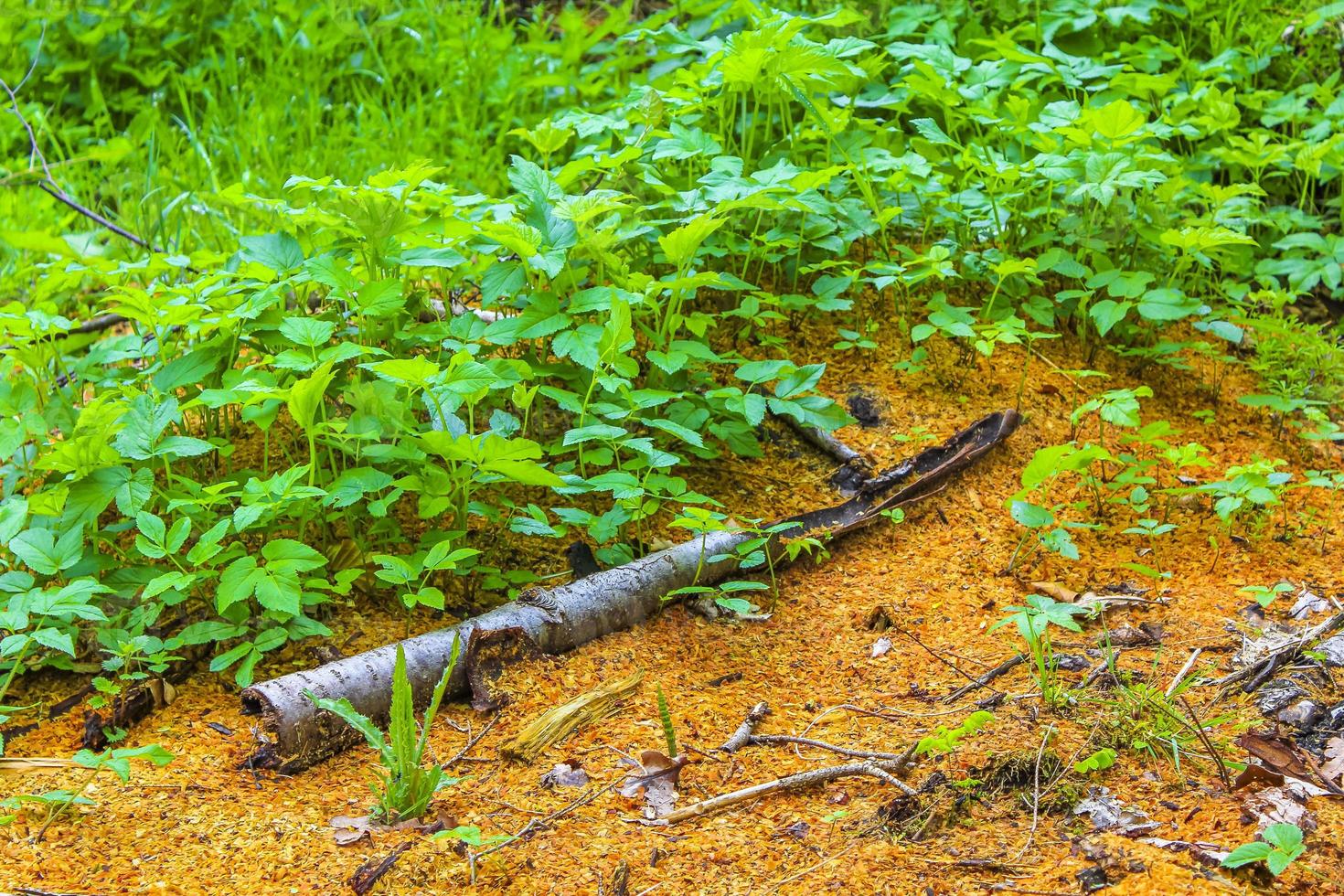 Sawed eaten tree stump and wood on forest floor Germany. photo