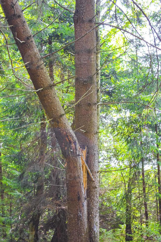 Forest dead fir trees at Brocken mountain peak Harz Germany. photo