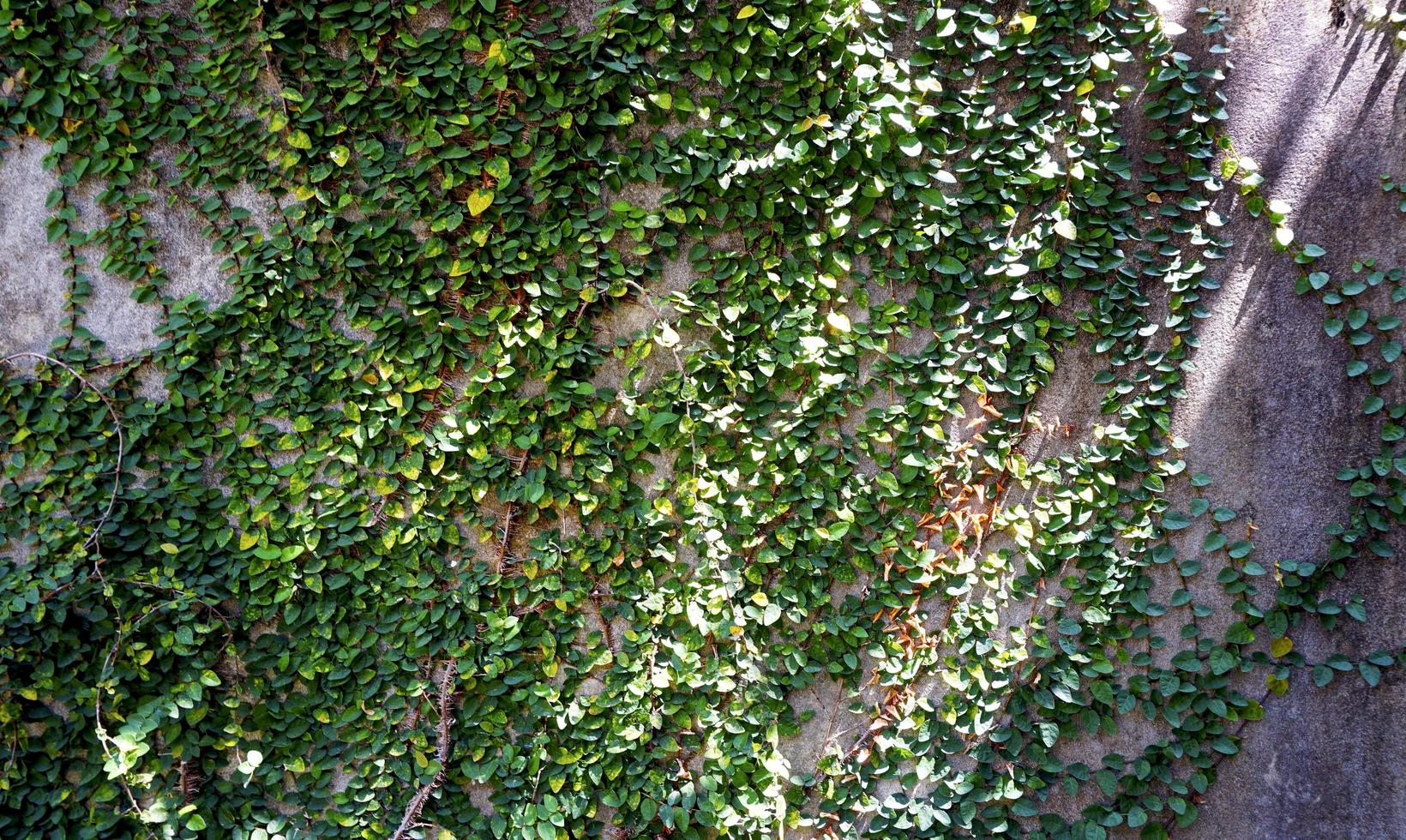 pared verde en la construcción horizontal foto