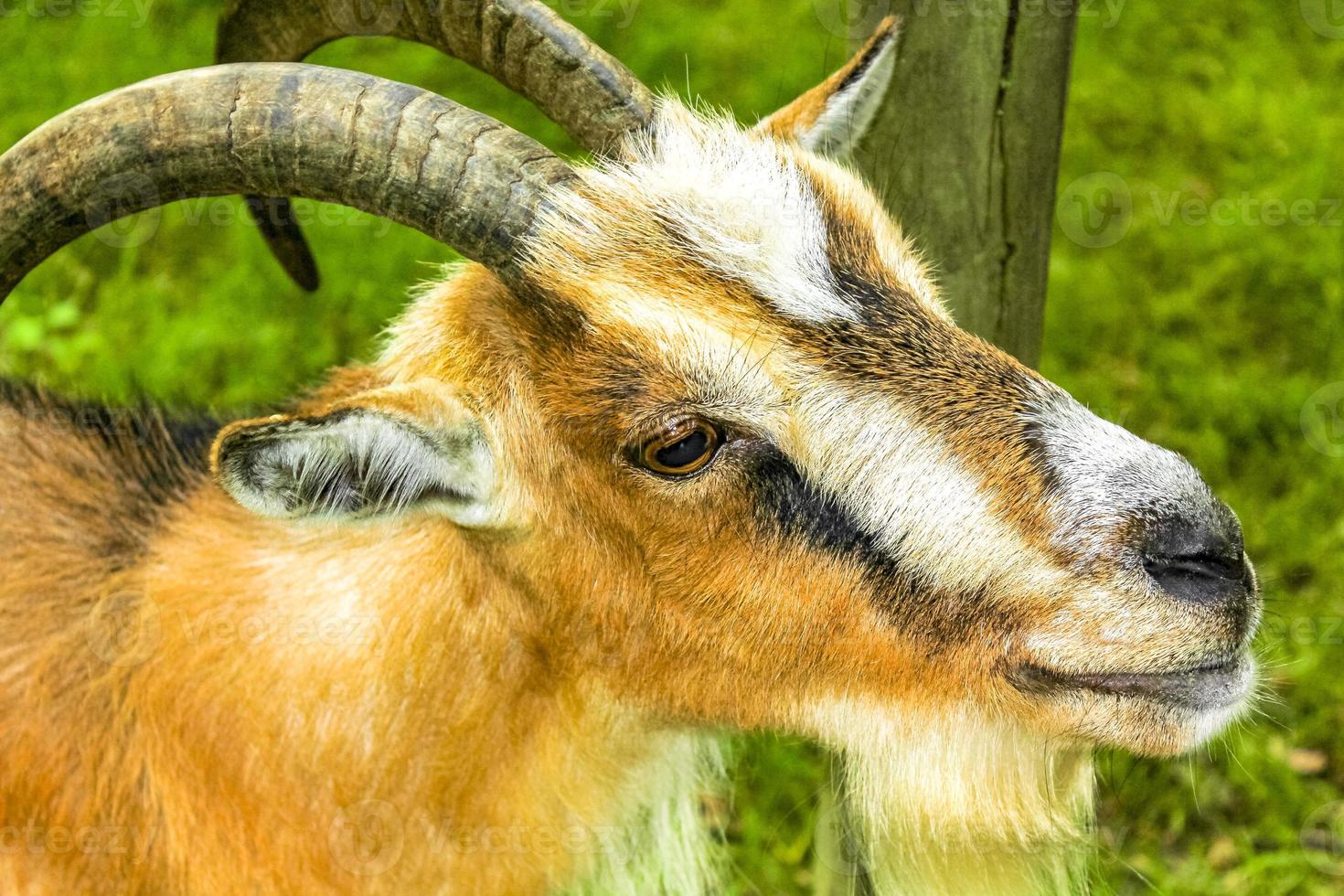 Young cute goat with horns antlers farm in Bremerhaven Germany. photo