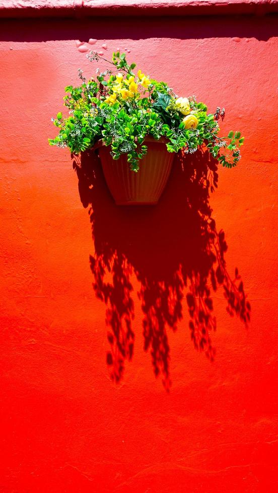 red color wall and plant flower photo