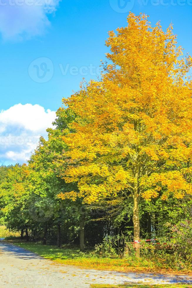 vista panorámica natural con camino verde plantas árboles bosque alemania. foto