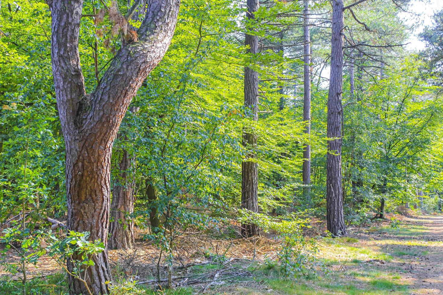 Natural panorama view with pathway green plants trees forest Germany. photo