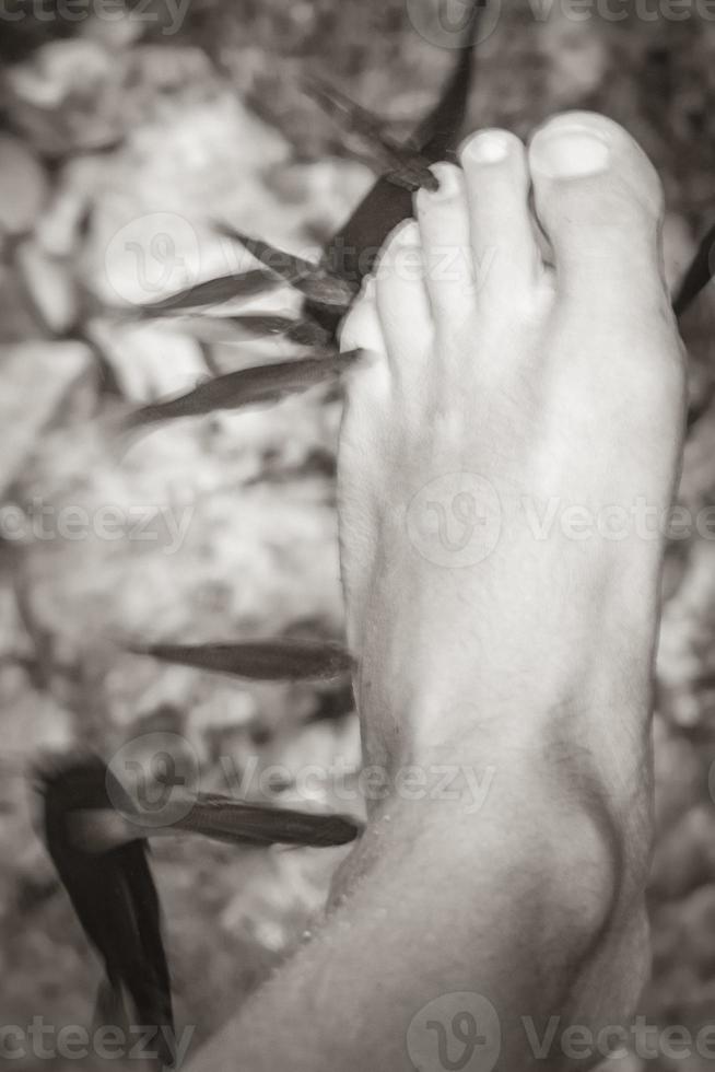 Fish bite feet in the water cenote Tajma ha Mexico. photo