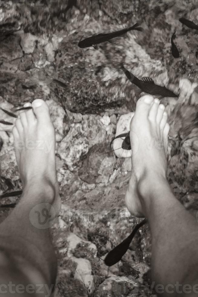 los peces muerden los pies en el agua cenote tajma ha mexico. foto