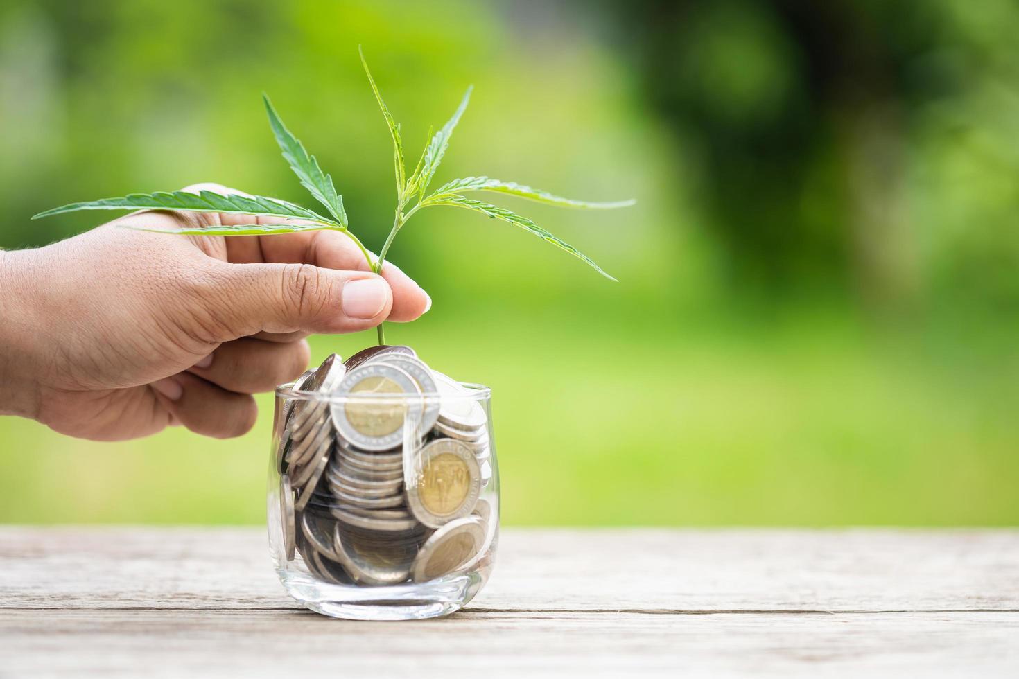 Hand holding leaf green fresh of marijuana tree to top of coin jar on green nature background, Growth and investment concept photo