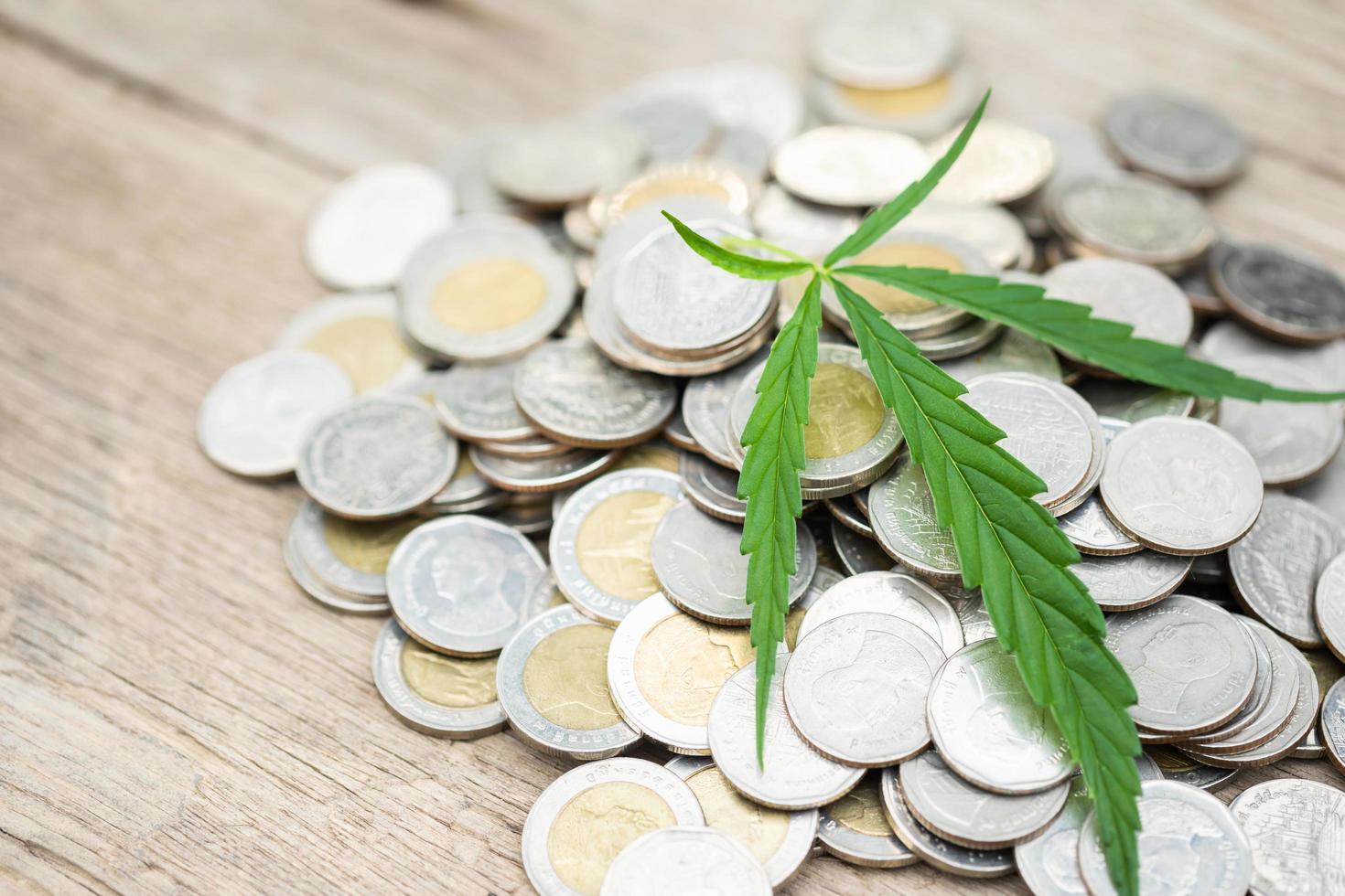 Leaf green fresh of marijuana tree on coin pile on wooden plank background, Growth and investment concept photo