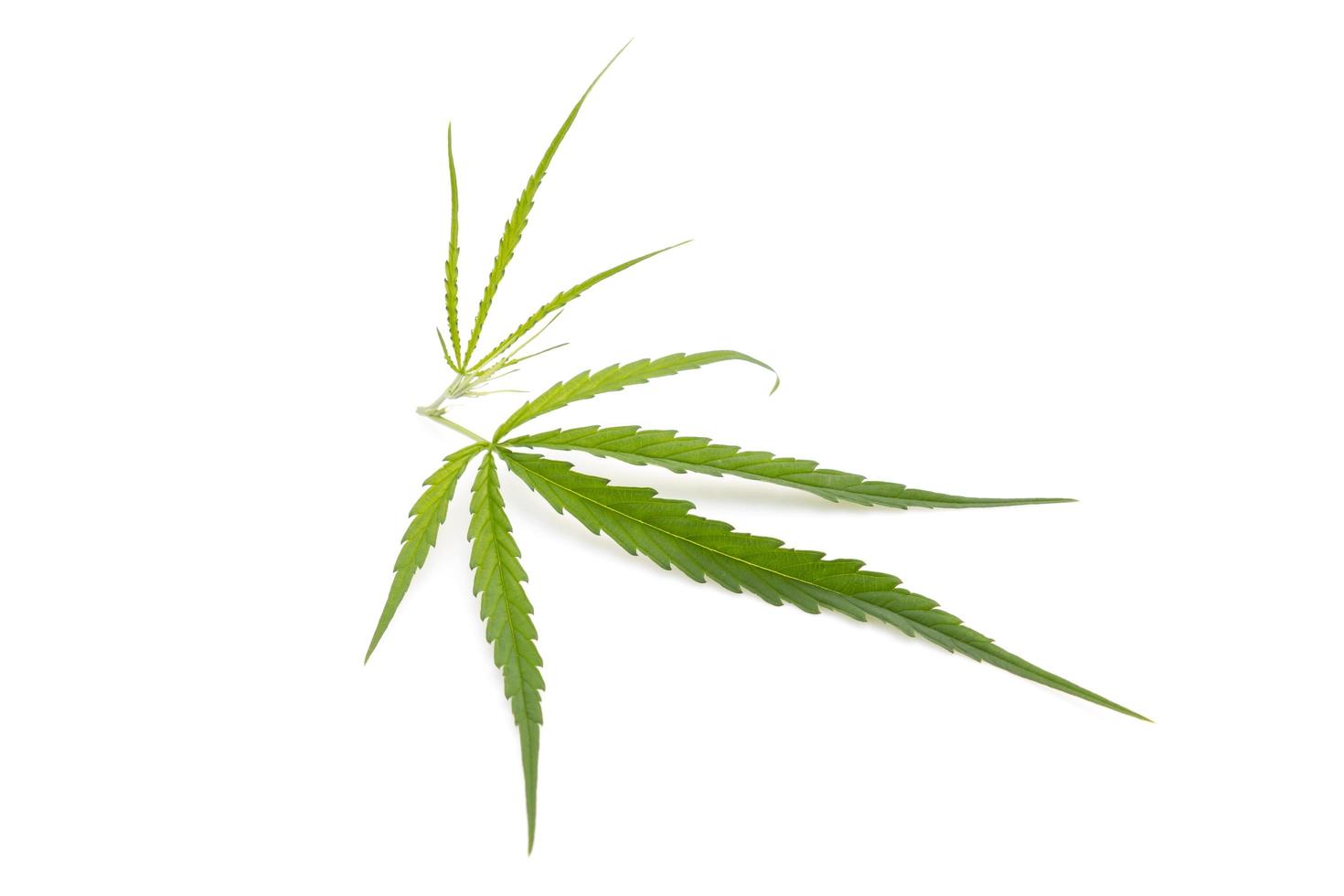 Leaf of green fresh of marijuana tree. Studio shot isolated on white photo