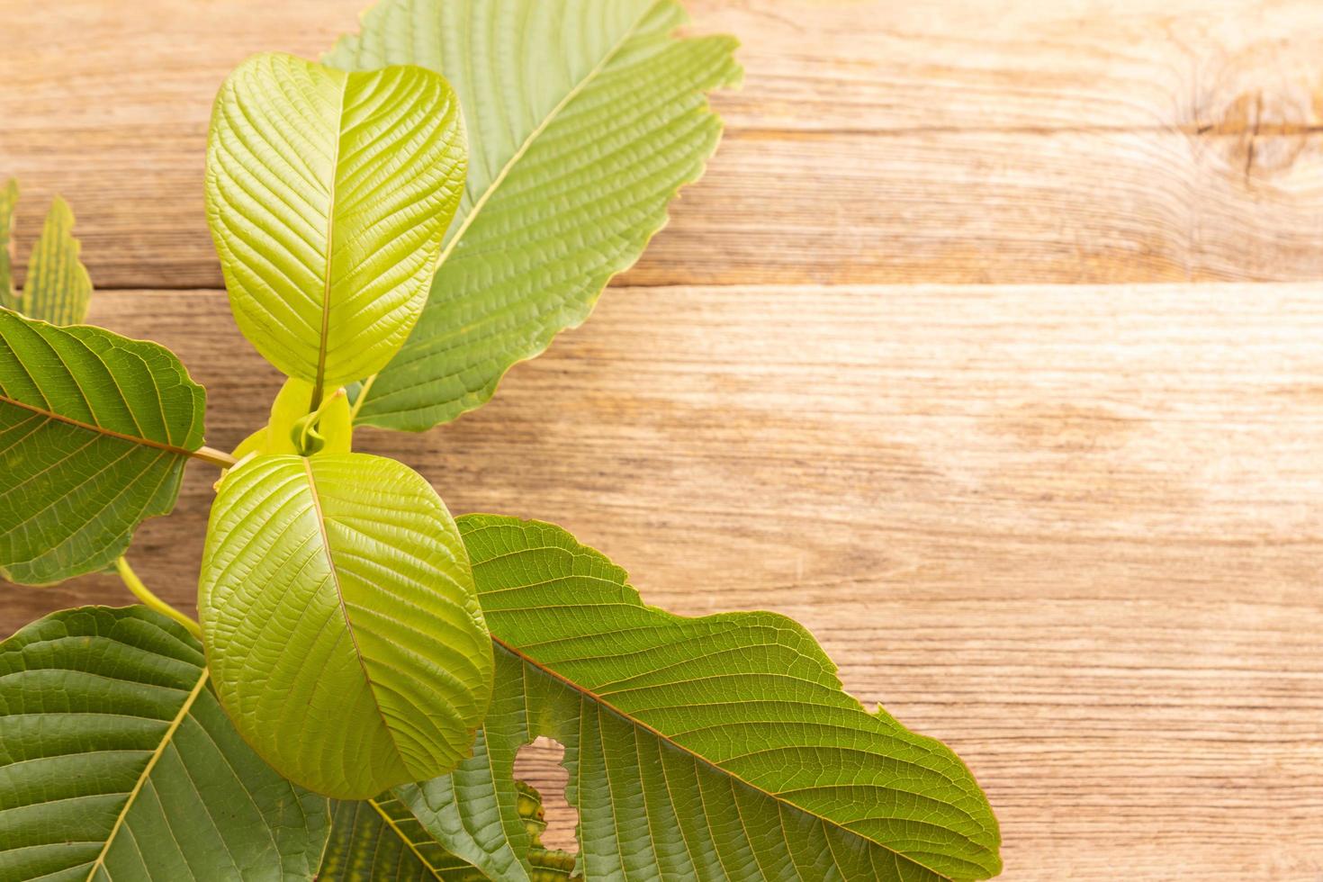 Fresh Mitragyna speciosa leaf or kratom tree on wooden table background photo