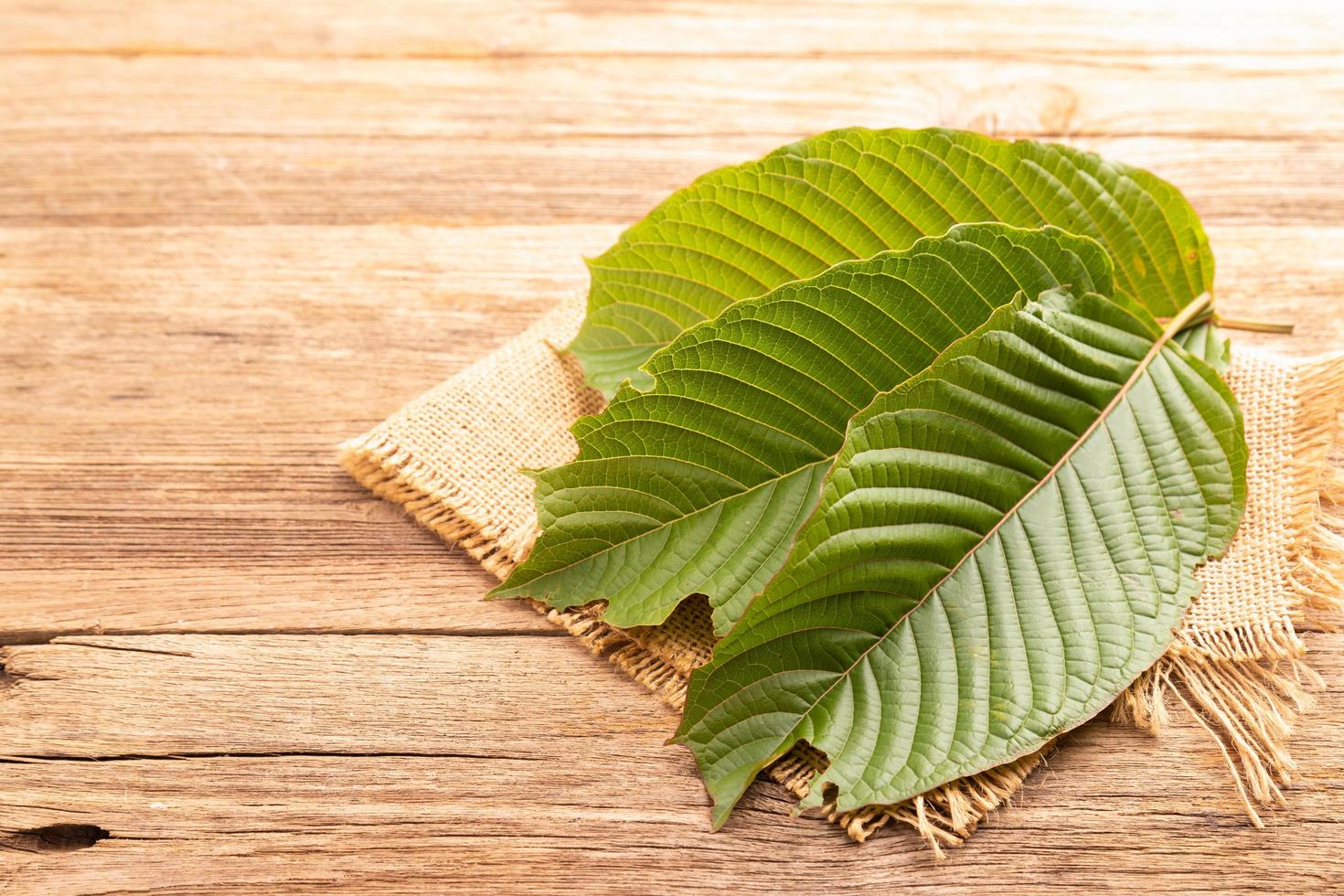 Fresh Mitragyna speciosa leaf or kratom tree on wooden table background photo