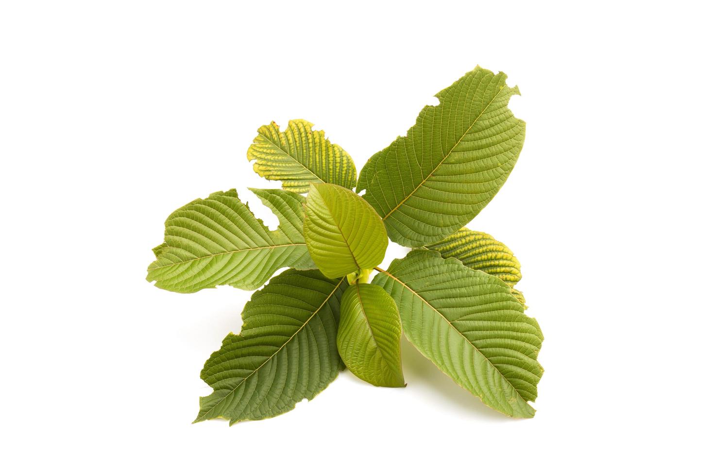 Fresh Mitragyna speciosa leaf or kratom tree. Studio shot isolated on white photo