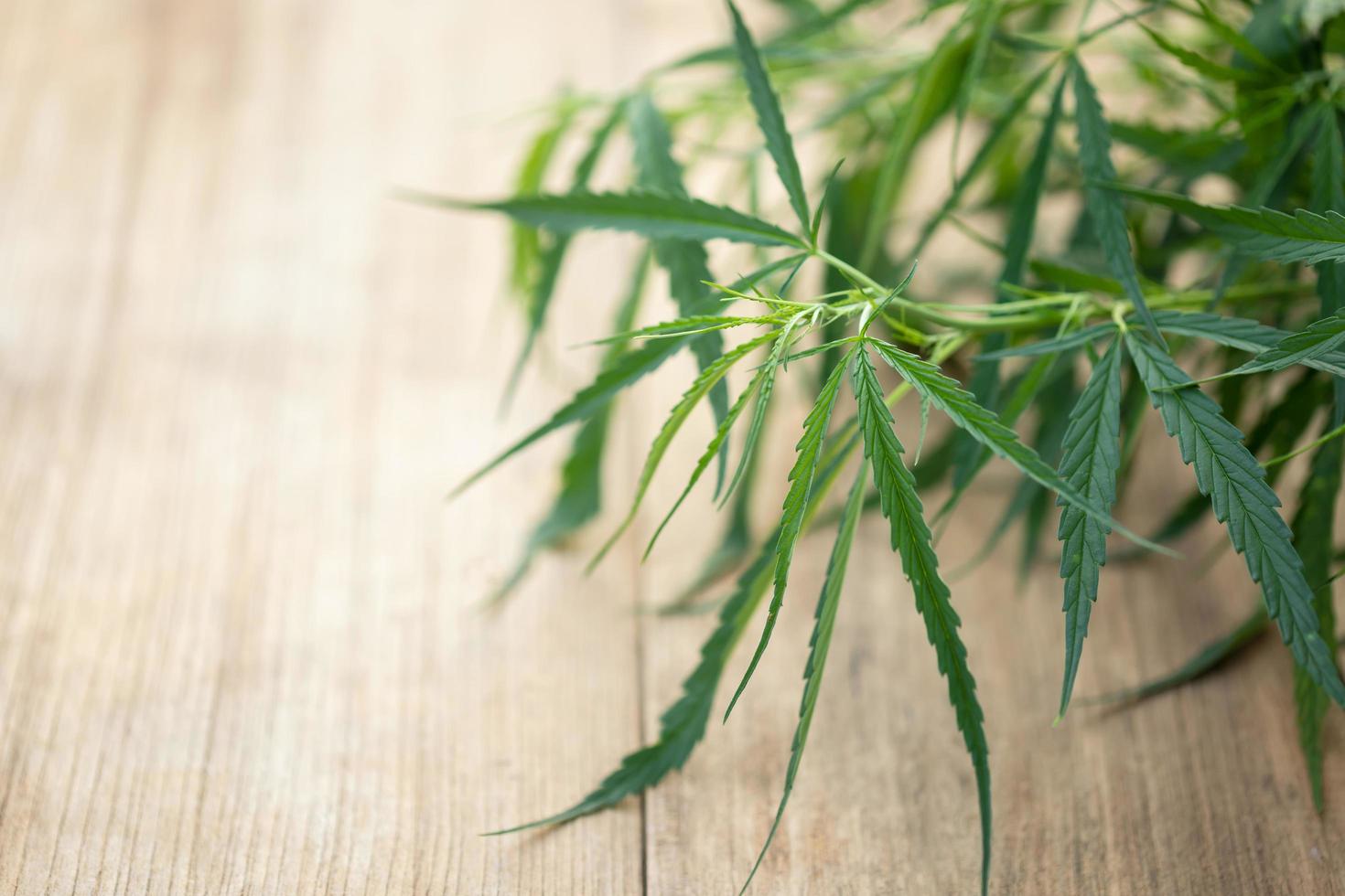 Macro leaf of green fresh of marijuana tree on wooden plank photo