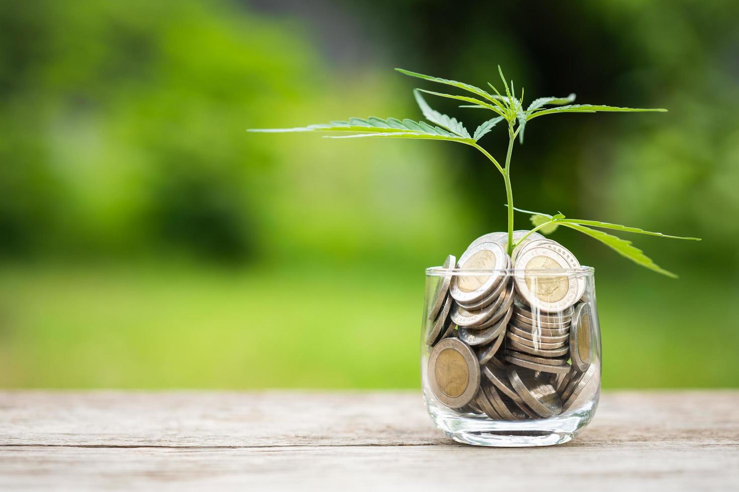 Leaf green fresh of marijuana tree in coin jar on green nature background photo