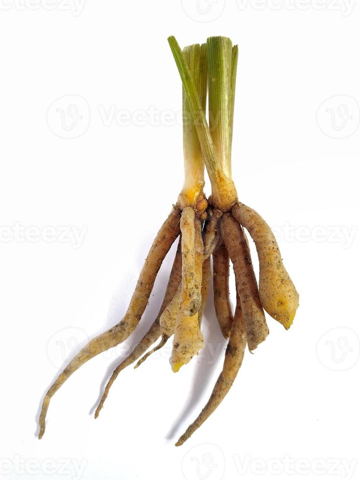 Finger root, also known as Chinese Ginger, Galingale, Kaempfer, Boesenbergia rotunda, or Krachai, isolated on a white background. photo