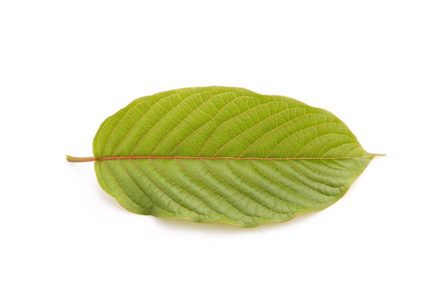 Fresh Mitragyna speciosa leaf or kratom tree. Studio shot isolated on white photo