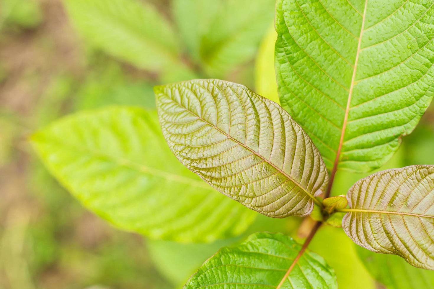 Fresh Mitragyna speciosa leaf or  kratom tree. Outdoor shooting on blur background photo