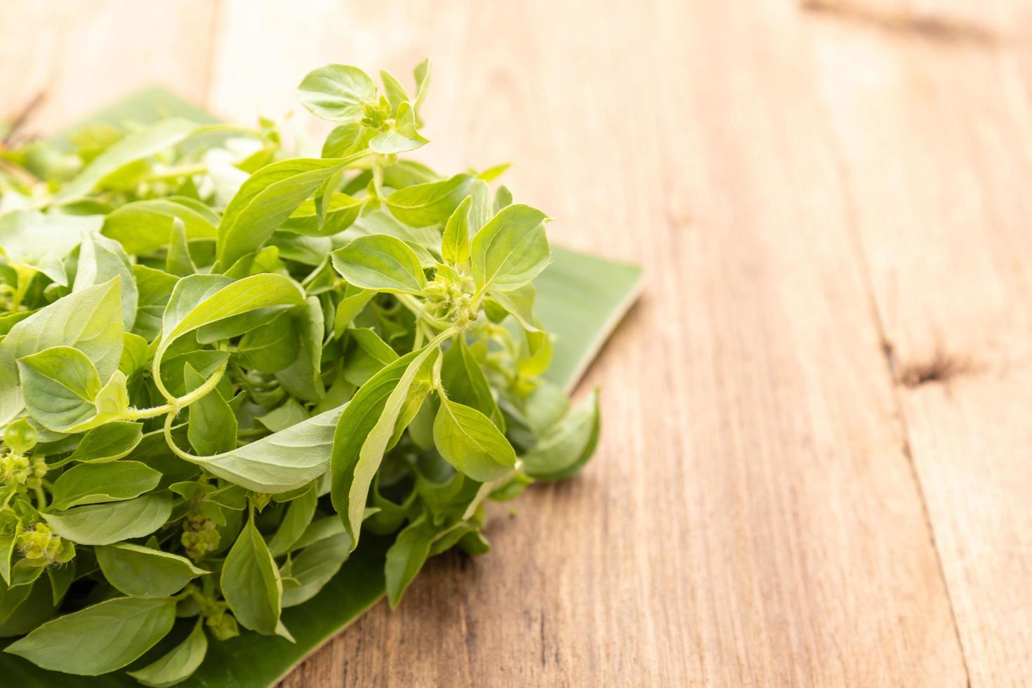 Bundle of Thai green basil leaf or Hairy Basil on wooden table background. Food and healthcare concept photo